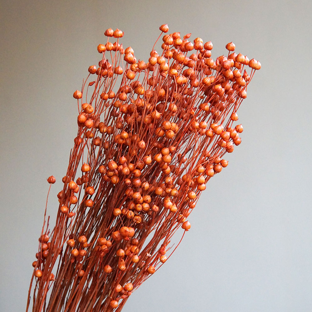 35g/Preserved Ormosia Hosiei N - Dried Flower Bunch 评论和价格
