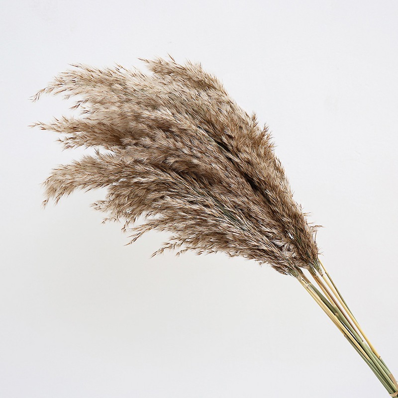 10Pcs Colorful Natural Reeds P - Florist Supply Vases 评论和价格