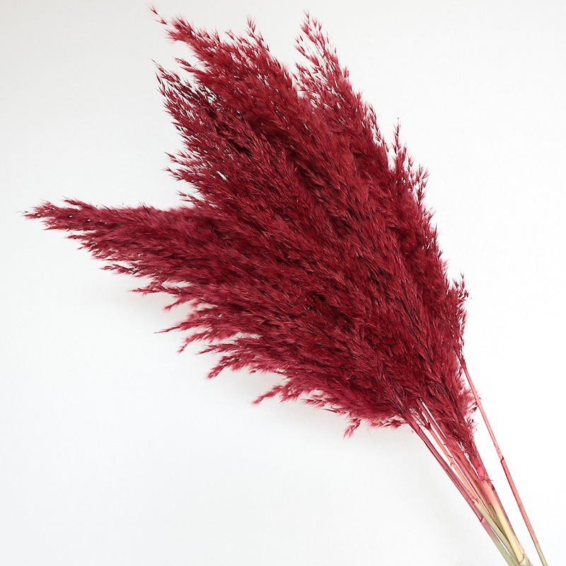 10Pcs Colorful Natural Reeds P - Florist Supply Vases 评论和价格