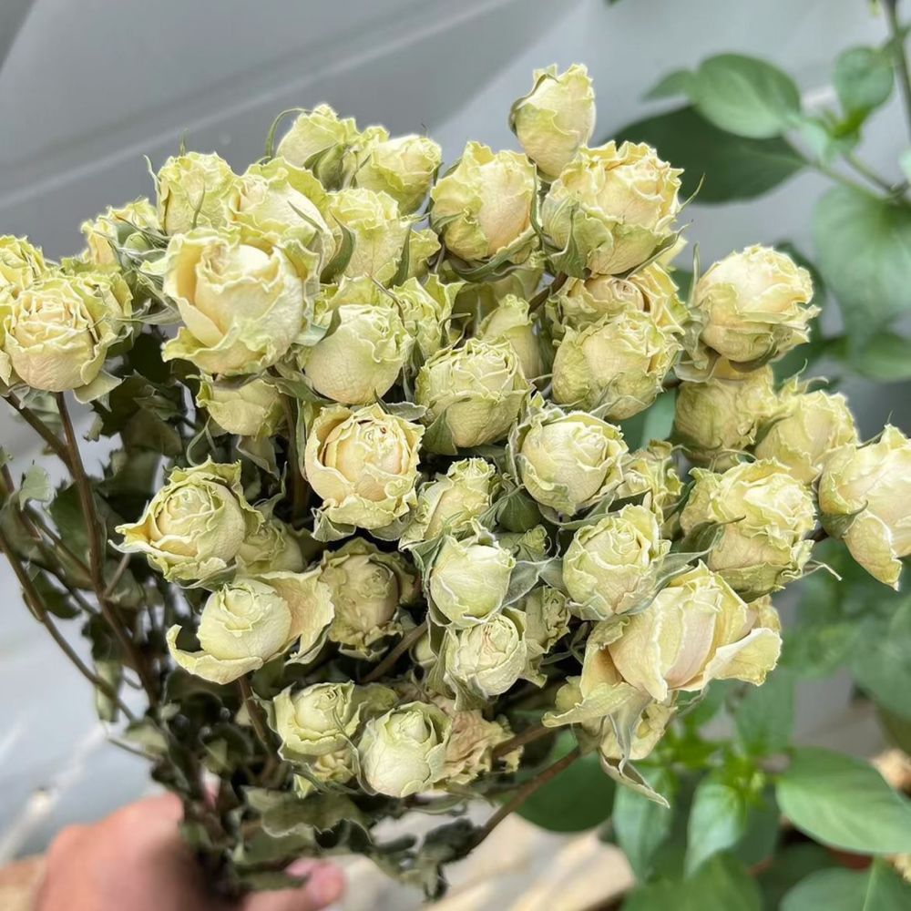 Real Preserved Roses Dried Flo - Dried Flower Bunch 评论和价格