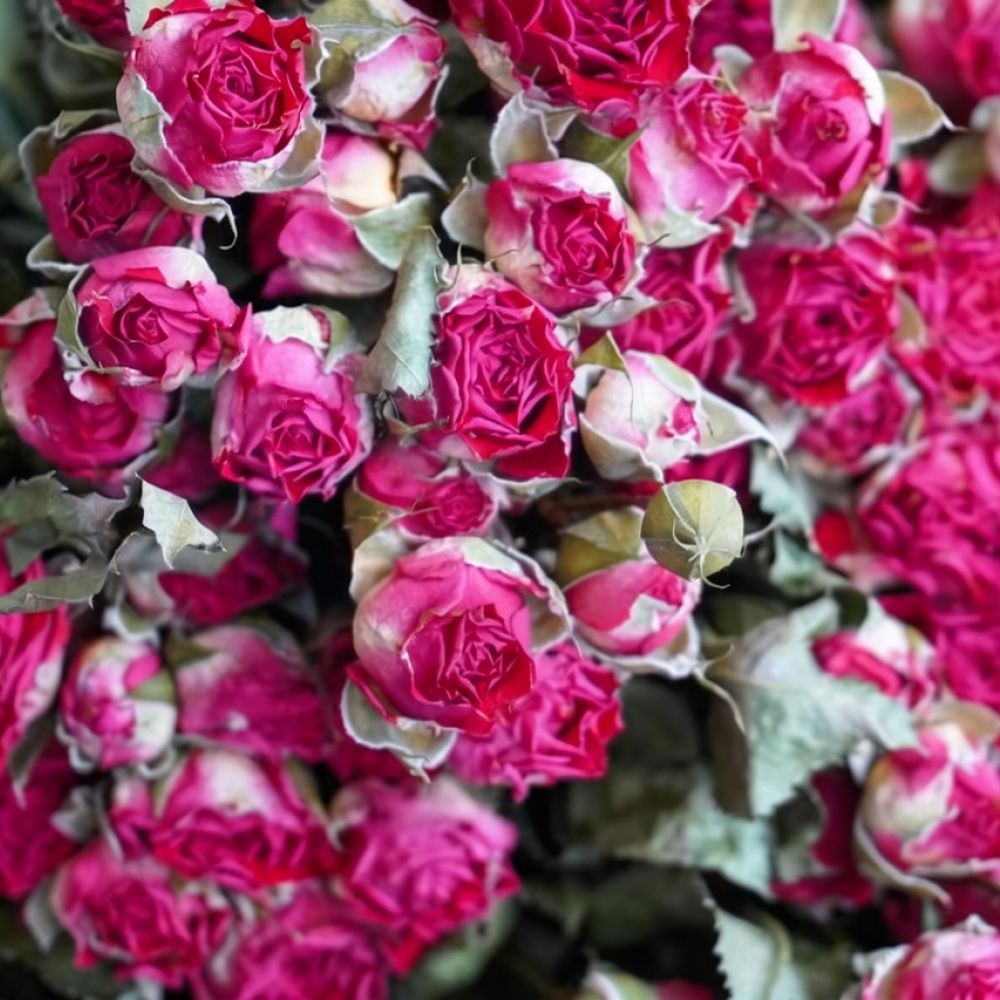 Natural Dried Bubble Rose Flow - Dried Flower Bunch 评论和价格