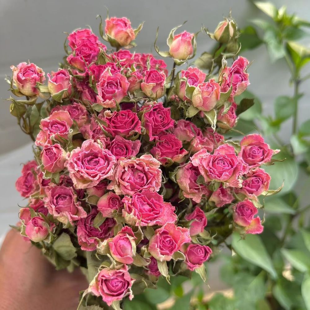 Natural Dried Bubble Rose Flow - Dried Flower Bunch 评论和价格